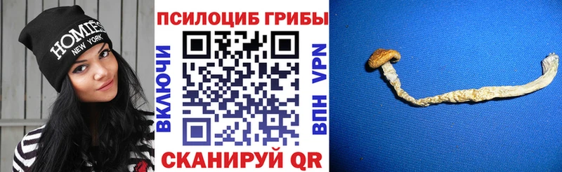 Галлюциногенные грибы Psilocybe  даркнет официальный сайт  Облучье  наркота 